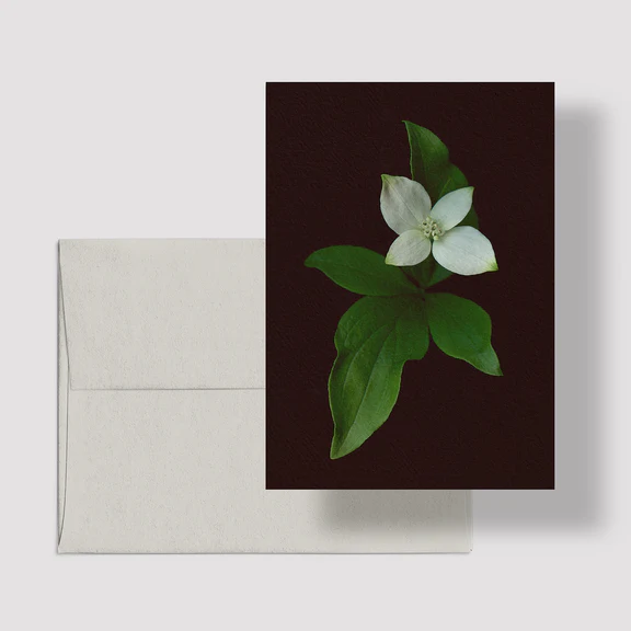 raoul&simone-illustration-photographie-papeterie-cartedesouhaits-cartedevoeux-cornouillerducanada-saisonsboreales