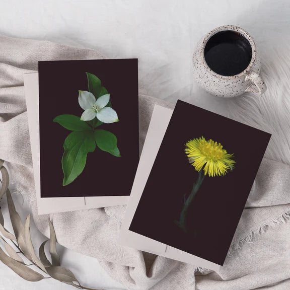 raoul&simone-illustration-photographie-papeterie-cartedesouhaits-cartedevoeux-cornouillerducanada-saisonsboreales