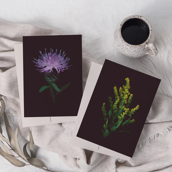 raoul&simone-illustration-photographie-papeterie-cartesdesouhaits-cartesdevoeux-centaureenoire-saisonsboreales